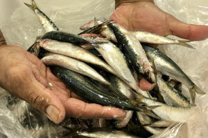 Fish & Fowl – Seafood – Poultry – Deli